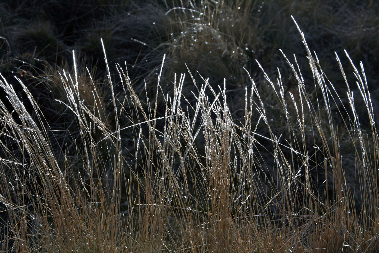 Crêtes d'Iparla- 2009